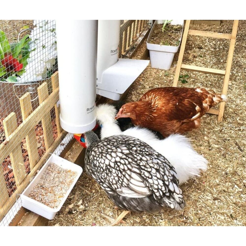 Royal Rooster Chicken Feeder and Waterer Set, 1 Gal Waterer & 7lb Feeder - Picture 3 of 8